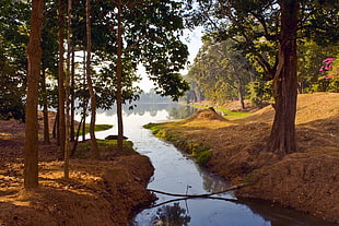 photography of green leaves trees in forest during day time, siem reap, cambodia