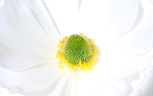 close up photo of white petaled flower