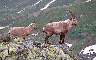 two brown mountain goats