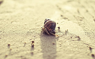brown snail on sand in close-up photography