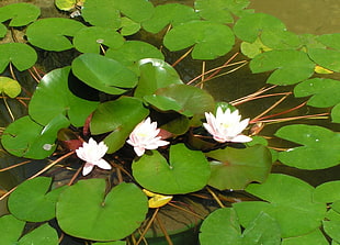 purple and white Lotus plants