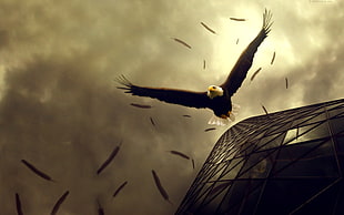 bald eagle photo, eagle, animals, sky HD wallpaper