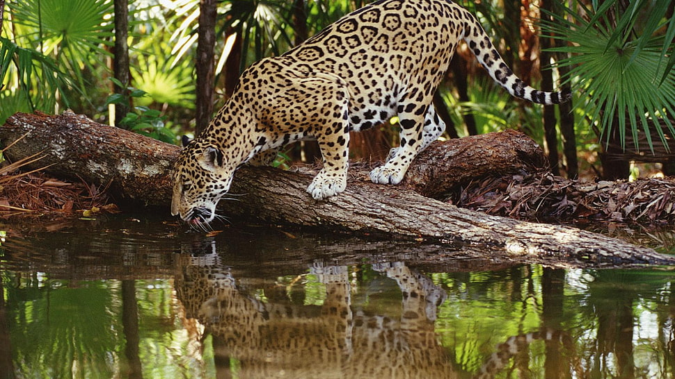brown and white leopard, animals, jaguars, reflection HD wallpaper