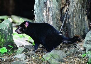 black rodent beside gray rock