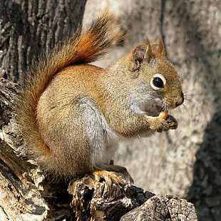 squirrel on tree during daytime, red squirrel