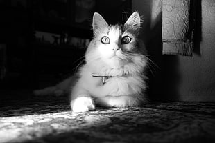 white cat, cat, monochrome, photography, animals