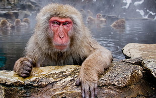brown monkey, animals, monkey, macaques