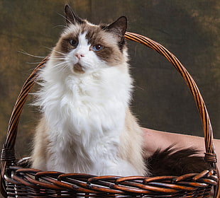 white and brown cat on wicker basket