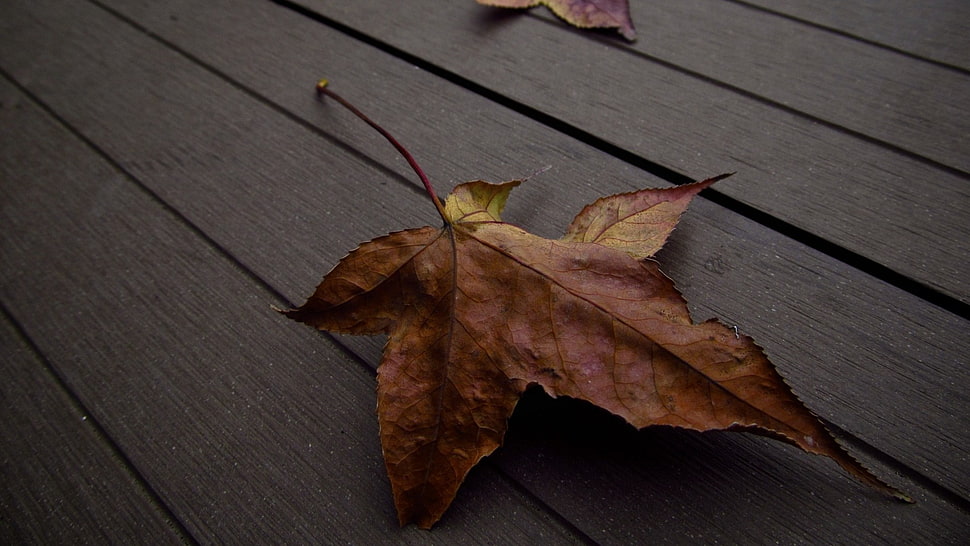 brown and red floral textile, leaves, fall HD wallpaper