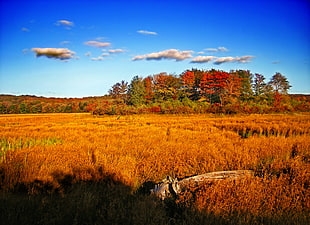 brown grass near green and red trees under blue and white sky at daytime