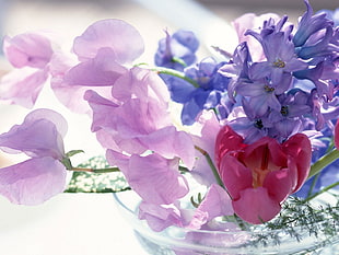 purple petal flower selective focus photography HD wallpaper