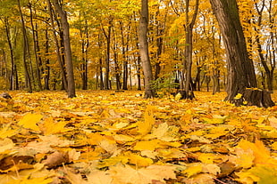 trees on open field surrounded by withered leaf HD wallpaper