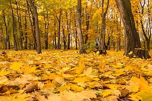 trees on open field surrounded by withered leaf
