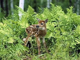 brown fawn deer near green leaf plants during daytime