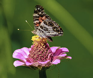 butterfly on purple flower in auto focus photography during daytime