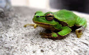 green frog resting on gray surface