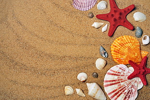 assorted seashells HD wallpaper
