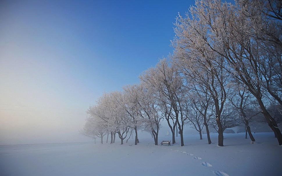 white leaf tree with snow under bluesky during daytime HD wallpaper