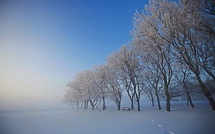 white leaf tree with snow under bluesky during daytime
