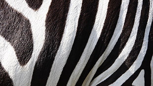 black, white, and brown striped textile, nature, animals, wildlife, zebras