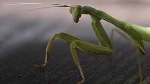 close-up photgraphy green Praying mantis