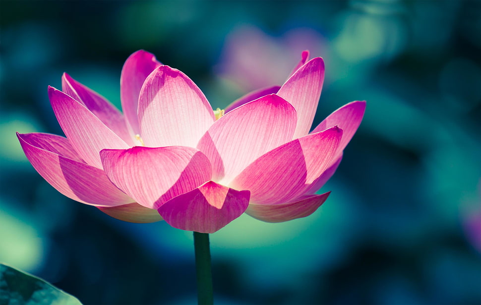 pink petaled flower, Lotus flower, Water lily, Pink HD wallpaper