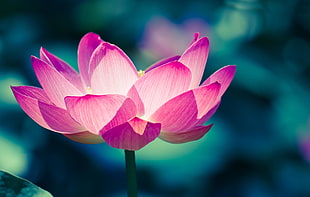 pink petaled flower, Lotus flower, Water lily, Pink
