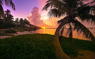 coconut tree, landscape, nature, beach, sunset