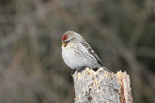 small bird perching on dead wood during daytime, hoary redpoll