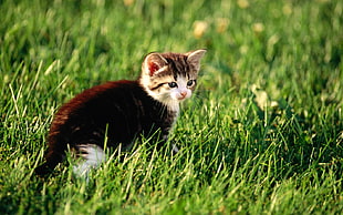 black and white tabby kitten standing on green grass