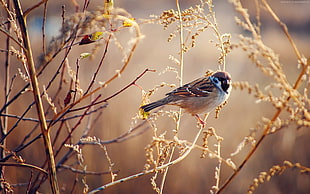 old-world's sparrow perching on tree branch