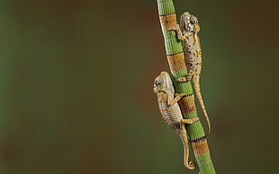 two brown chameleons, chameleons, reptiles, animals HD wallpaper