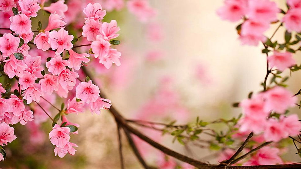 cherry blossom tree HD wallpaper