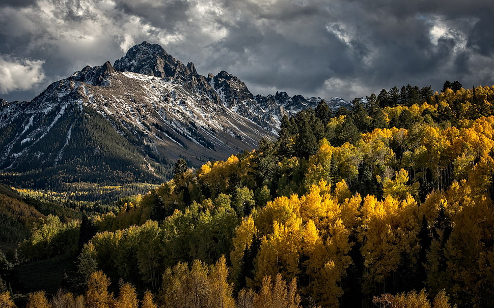 dark clouds over mountain near tree wallpaper, nature, landscape, forest, mountains HD wallpaper