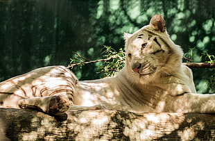 white tiger lying on brown wood log in forest at daytime