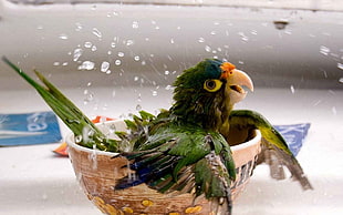 green bird on bowl, parrot, bathing