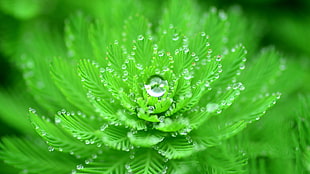 green leafed plant with water due, closeup, water drops, nature, macro