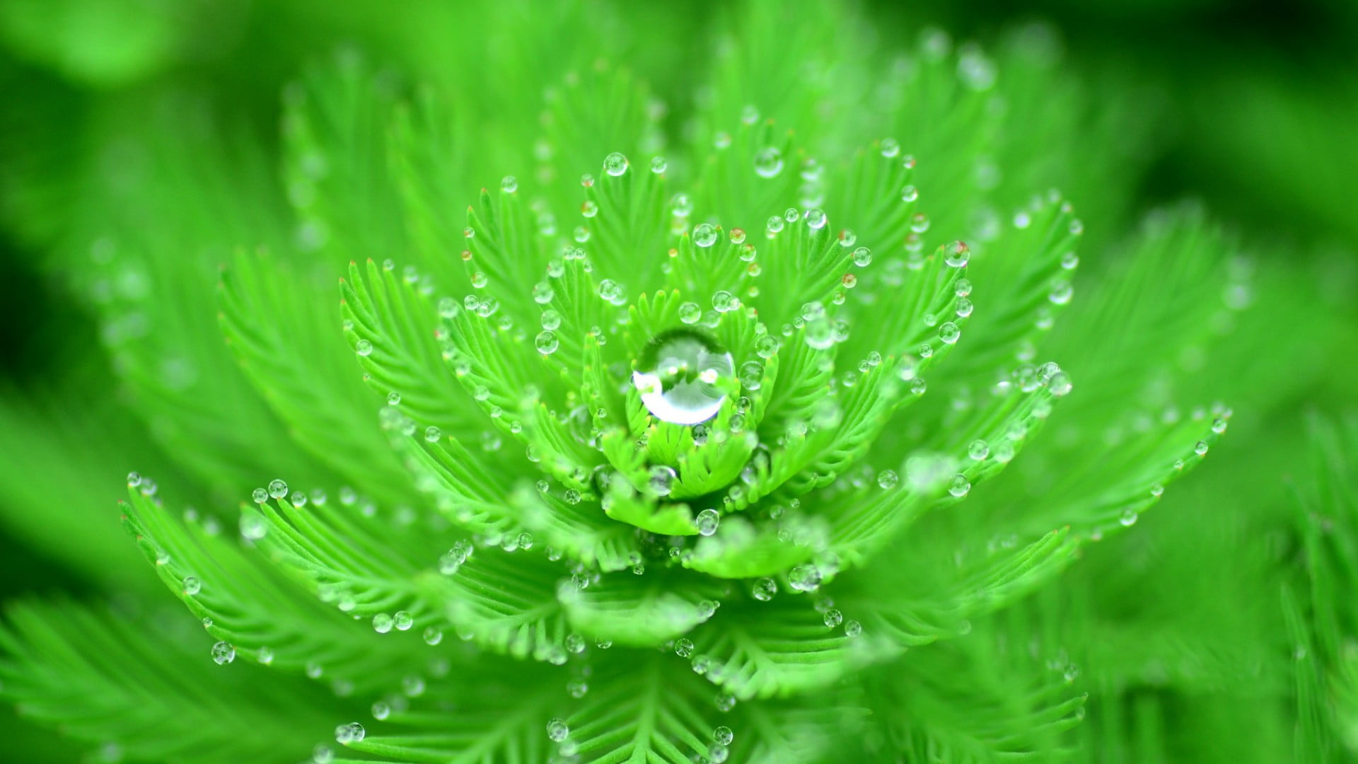 Green Leafed Plant With Water Due Closeup Water Drops Nature Macro