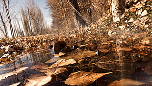 brown and black wooden table, fall, nature, water, leaves