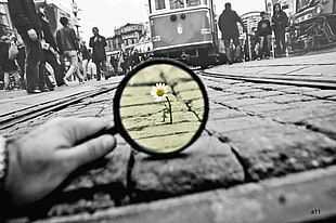 selective color photo of daisy flower, photography, selective coloring, flowers, cityscape