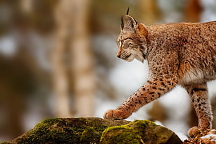 selective focus of animal photography of lynx cat HD wallpaper