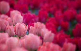 pink and red Tulips