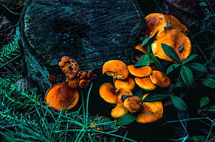 orange and yellow flower painting, shrooms, landscape, fall