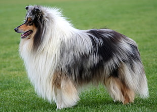 tricolor Rough Collie on grass field HD wallpaper