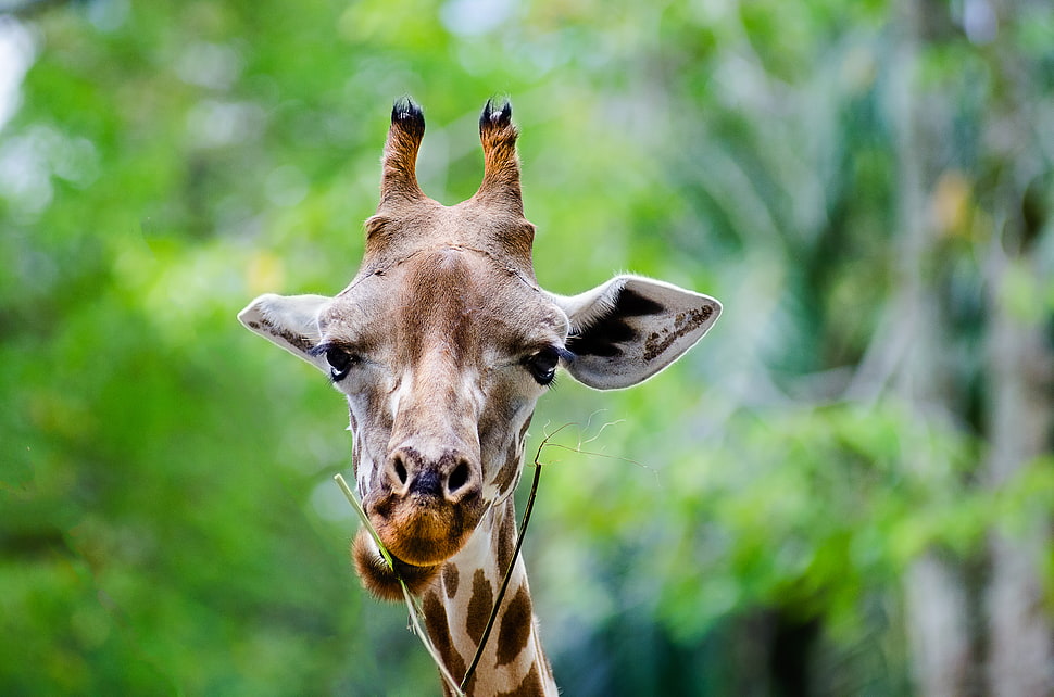 Giraffe Photography during day time HD wallpaper