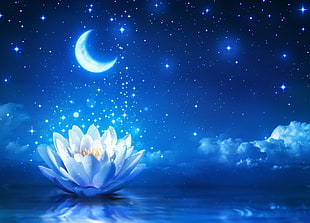 white lotus flower, Moon, sky, night, lotus flowers