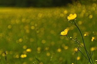 shallow focus photography of yellow flowers HD wallpaper