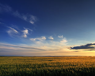 photography of brown wheat during daytime