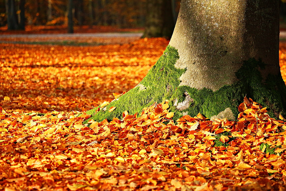 photography of tree trunk surrounded by dried leaves HD wallpaper