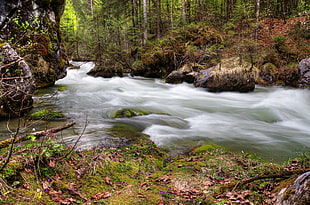 photography of forest river during daytime